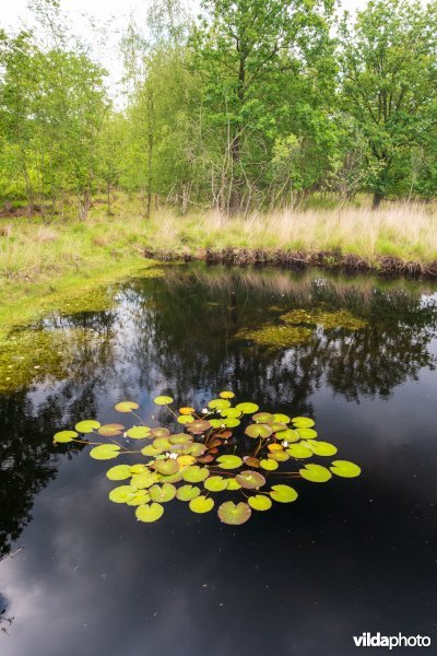 Ven in de Tikkebroeken