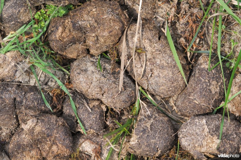 Keutels van Schotse hooglanders