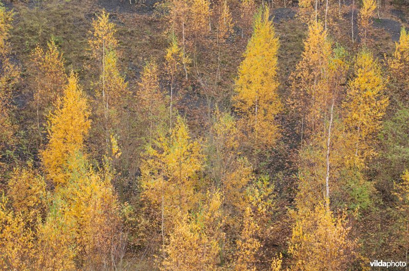 Terril Gosson 1 in de herfst