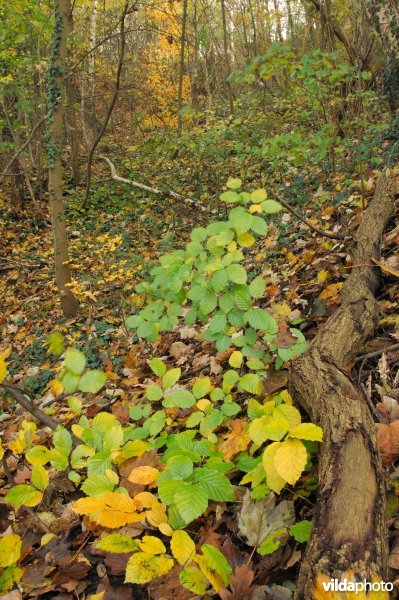 Terril Espérance in de herfst