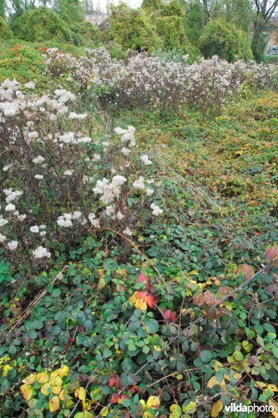 Terril Malgarny in de herfst