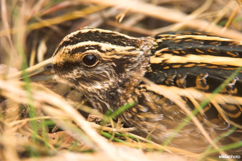 Gecamoufleerd Bokje