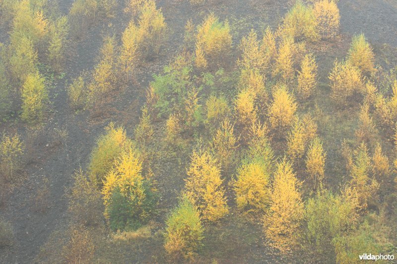 Steenkoomterril van Blégny