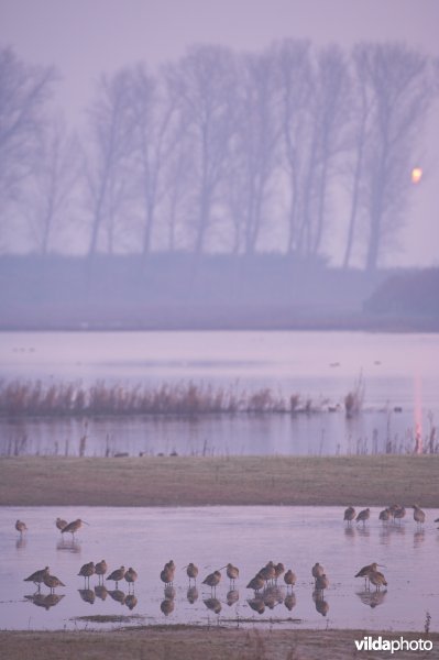 Slapende Wulpen in Drijdijck