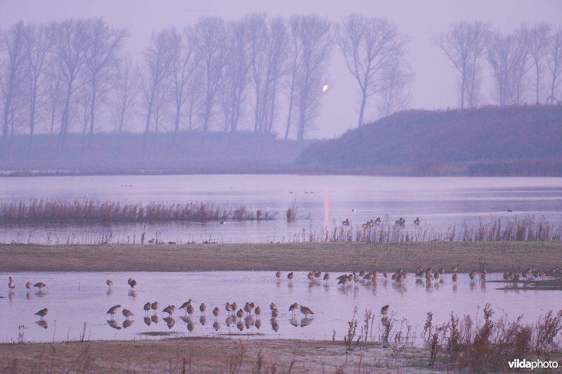 Slapende Wulpen in Drijdijck