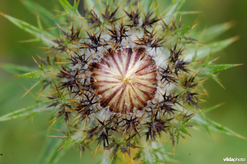 Distel uit de bergen van Macedonië