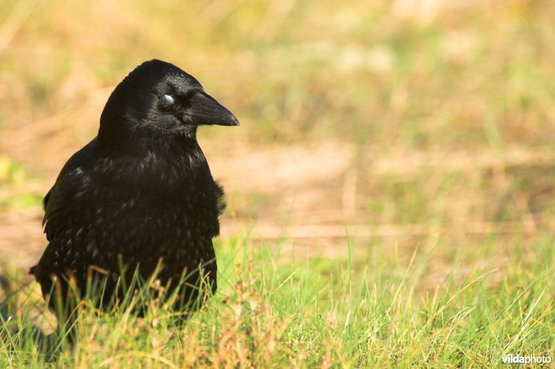 Zwarte kraai