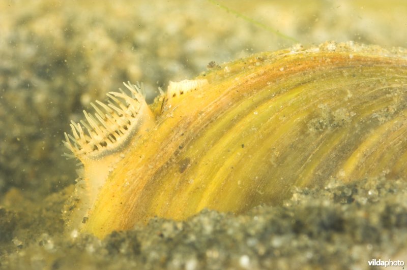 Aziatische korfmossel