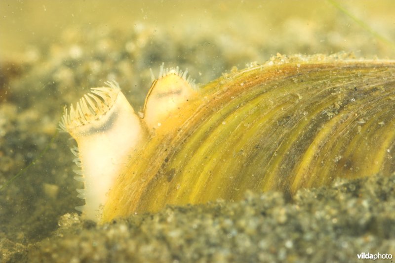 Aziatische korfmossel
