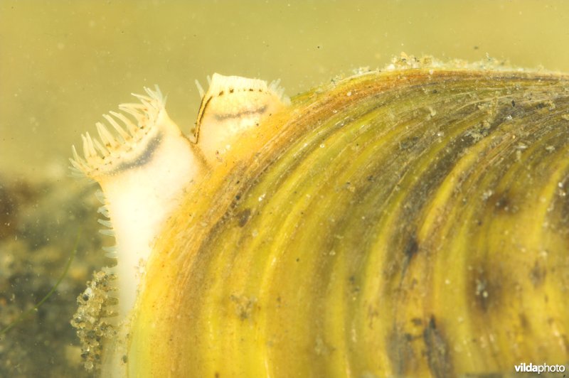 Aziatische korfmossel