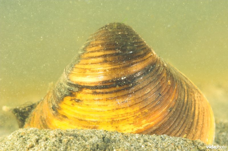 Aziatische korfmossel