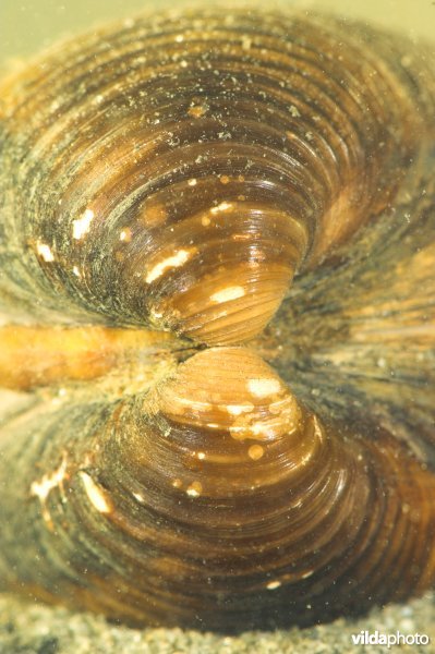 Aziatische korfmossel