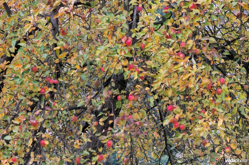 Appeltjes aan de boom