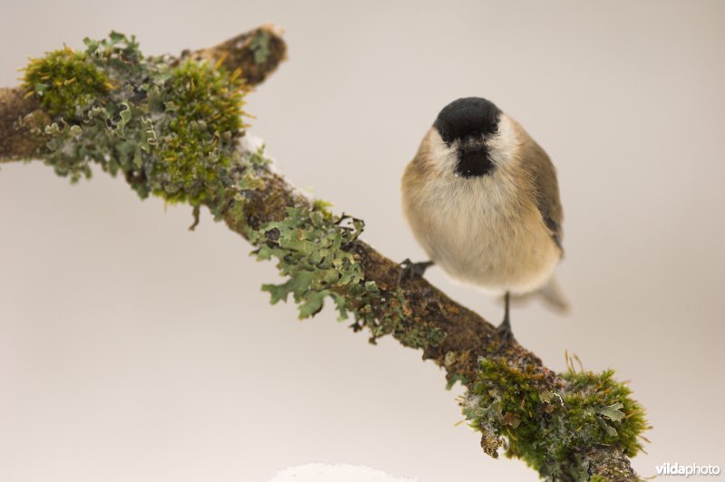 Glanskopmees