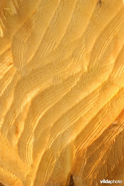 Knaagsporen van Bever