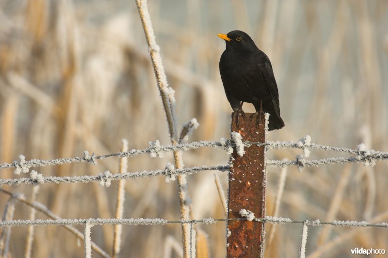 Mannetje Merel in berijpt landschap