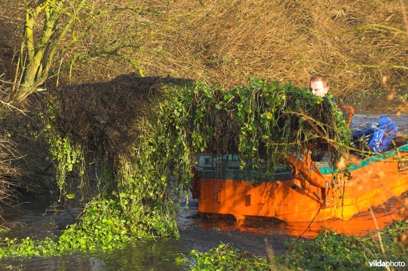 Grote waternavel bestrijding