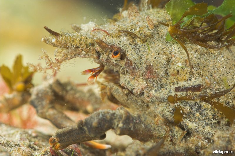 Gebochelde spinkrab