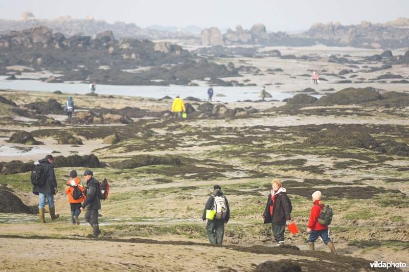 De Strandwerkgroep in Ile Chausey