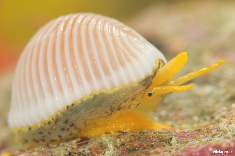 Ongevlekt koffieboontje