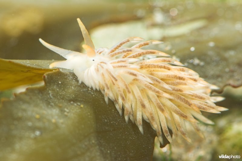 Juveniele Kleine vlokslak