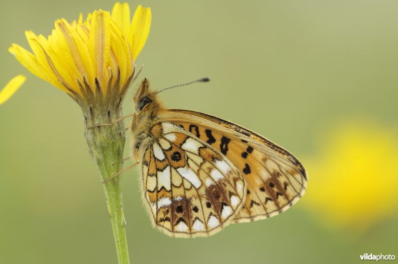 Parelmoer determinatie