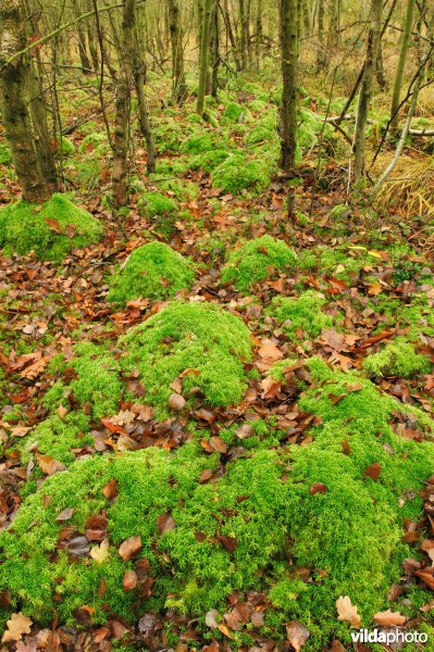Veenmos in Pietersembos