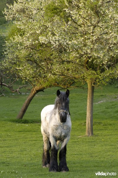 Paard in boomgaard