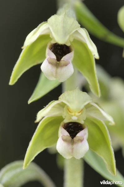 Brede wespenorchis