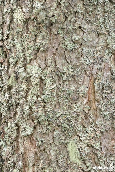 Gewoon schorsmos, schildmos en baardmos