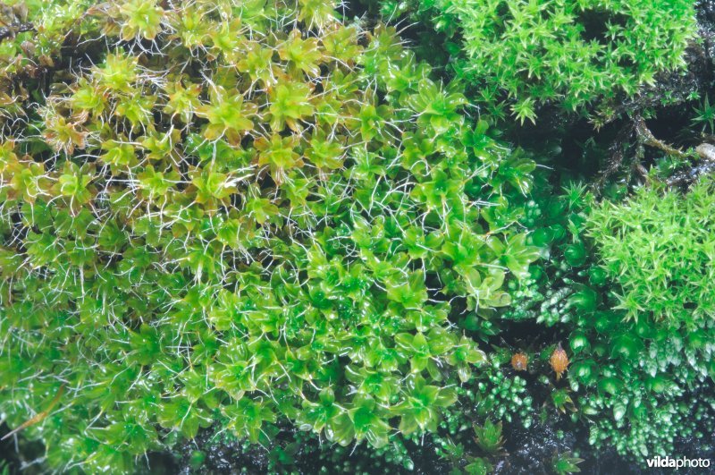Mostapijtje in de duinen