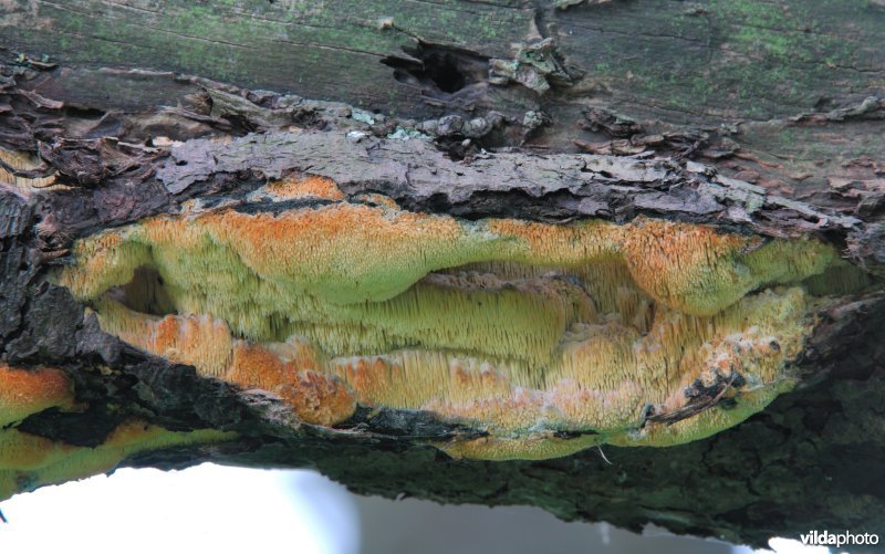 Boomgaardstekelkorstzwam