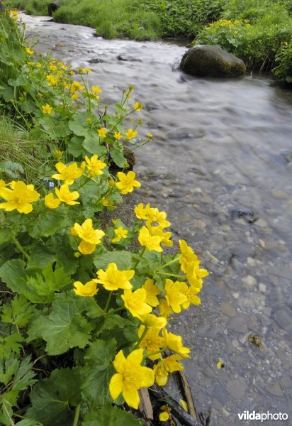 Dotterbloem langs Pools bergbeekje