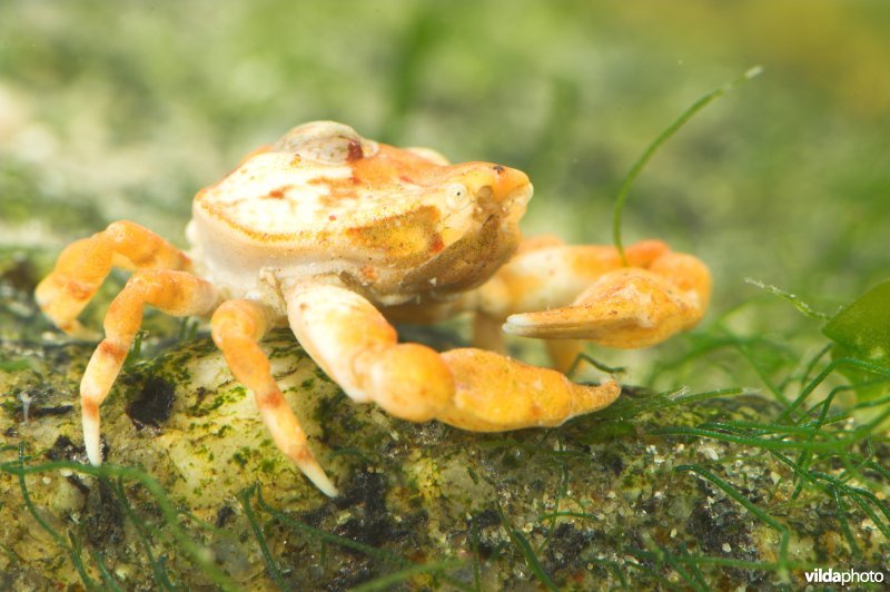 Kiezelkrab met Muiltje