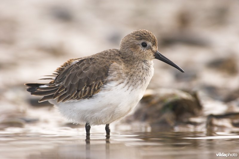 Bonte strandloper
