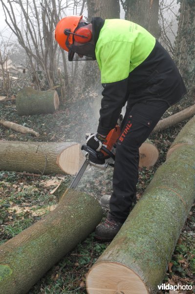 Brandhout maken met de kettingzaag