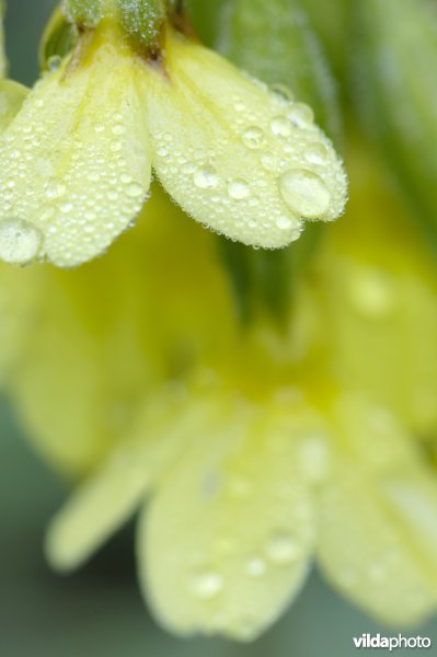 Slanke sleutelbloem