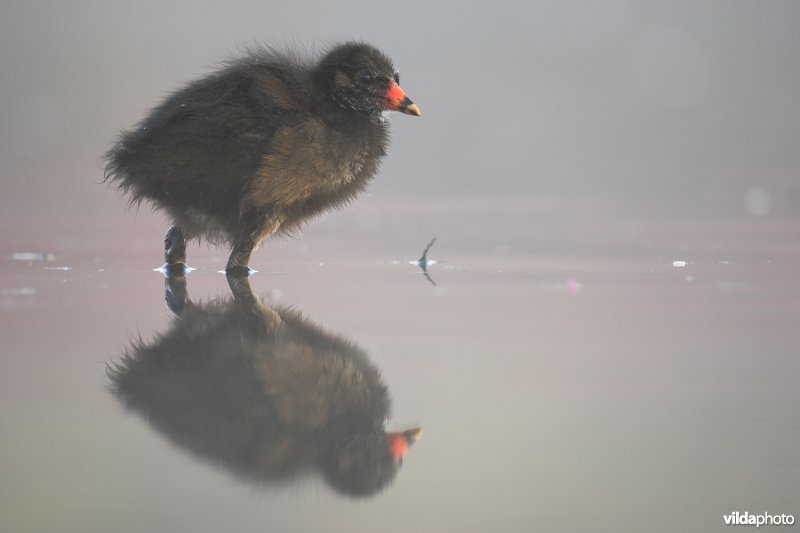 Juveniel waterhoentje
