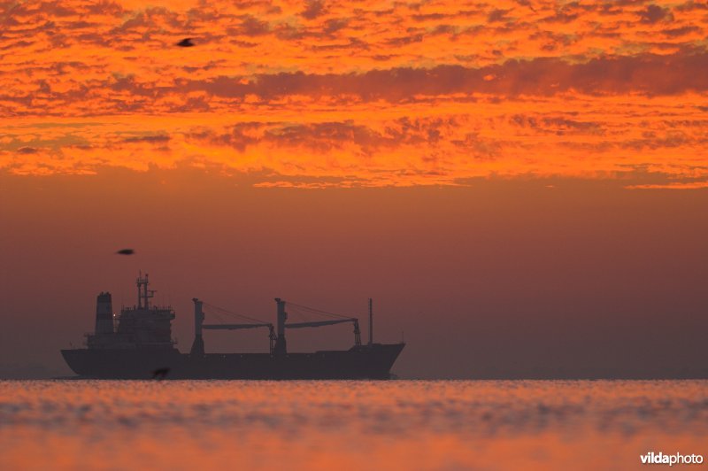 Vrachtboot op de Westerschelde