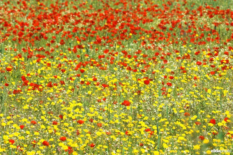 Akker met klaprozen en Gele ganzenbloem