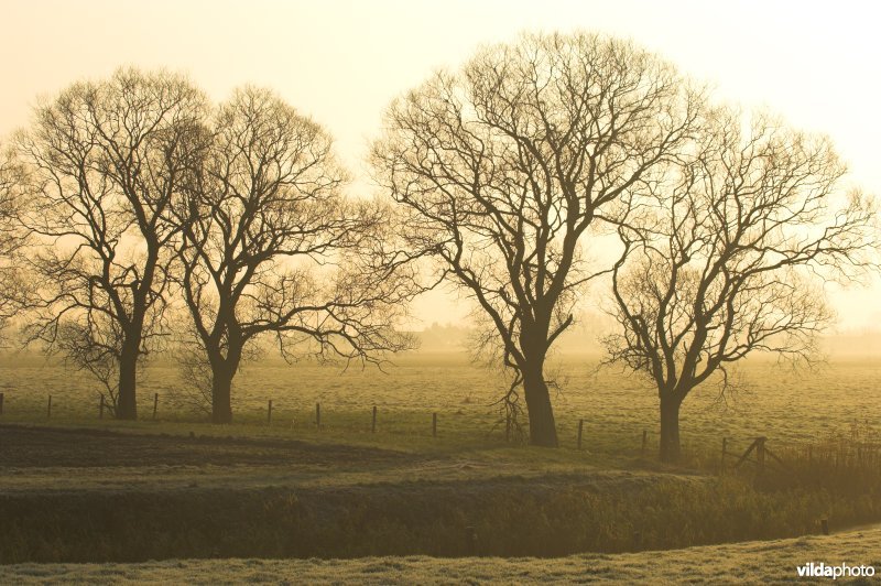 Wilgen langs de Zoutekreek