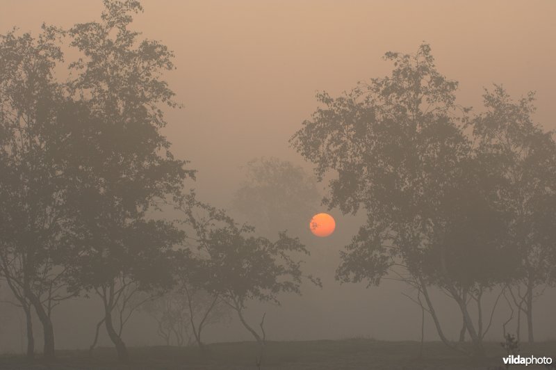 Zonsopgang tussen de berken