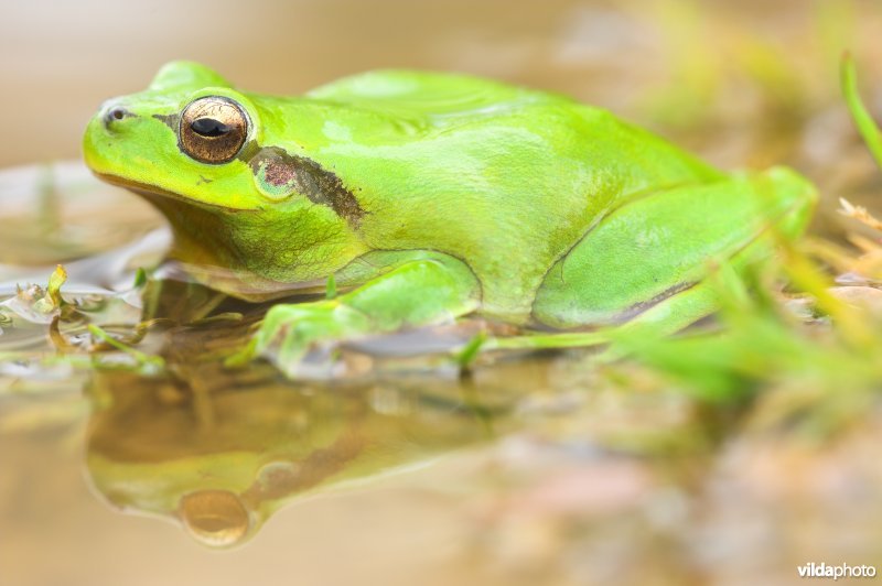 Zuidelijke boomkikker
