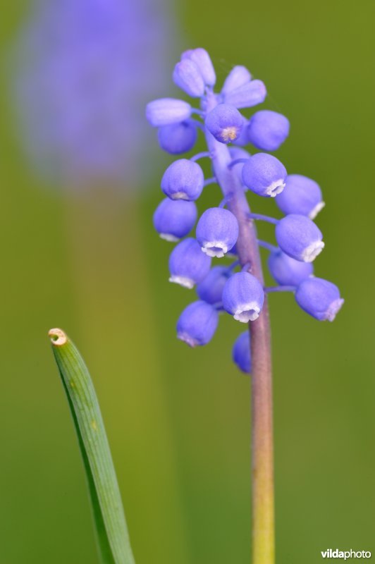 Blauwe druifjes