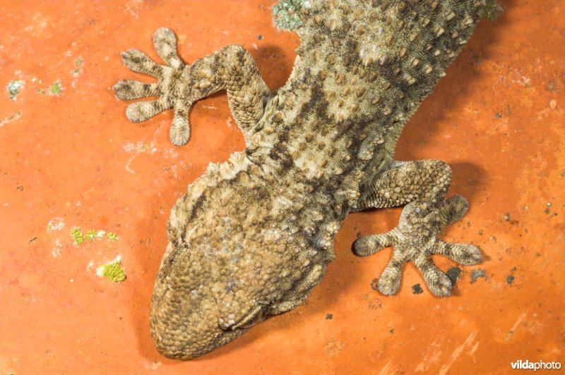 Muurgekko