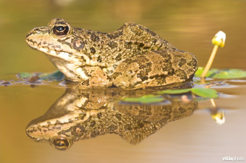 Iberische groene kikker