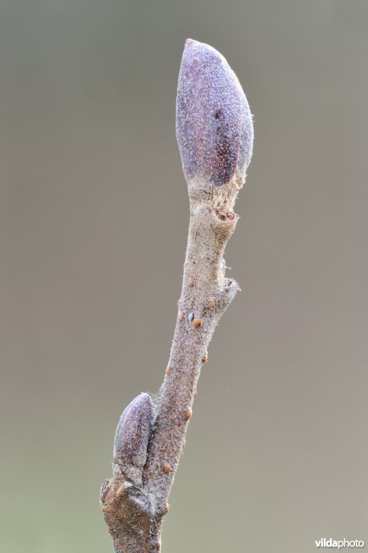 Knop van zwarte els