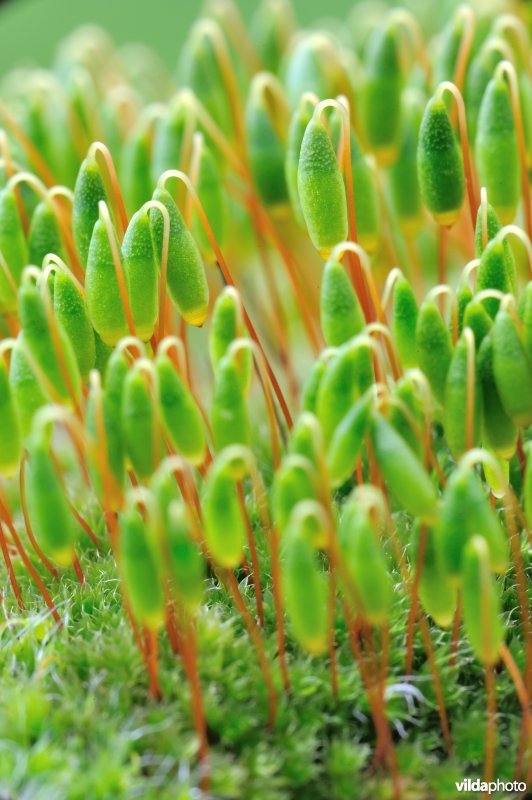 Sporenkapsels van gedraaid knikmos