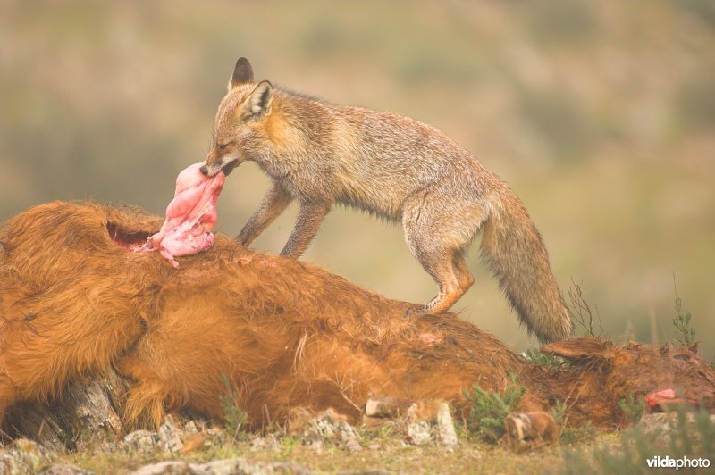 Vos eet van karkas koe