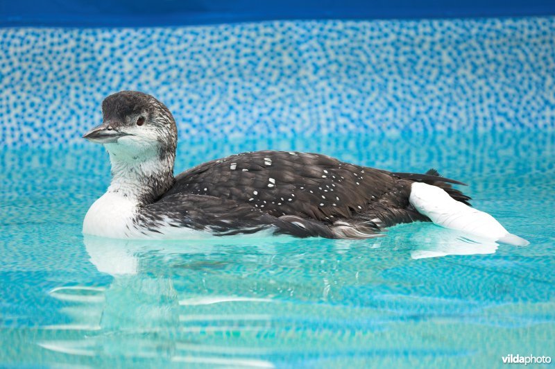 IJsduiker op zwembad